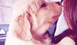 训犬师爆料糯米视频下载,糯米视频下载背后的惊人内幕