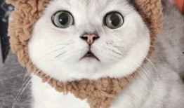 有网友爆料小猫咪视频吗,萌态可掬的小猫咪视频走红网络